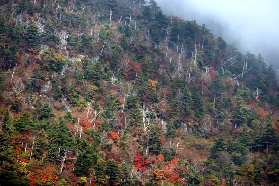 구름이 넘나드는 반야봉에 단풍이 붉게 물들었다