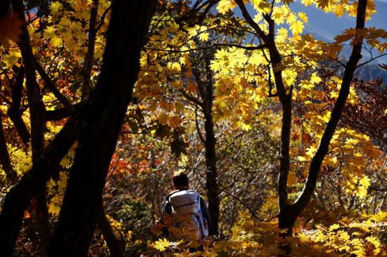 산 정상을 물들인 단풍은 아래로 내려가 이번주가 지리산단풍은 절정이다
