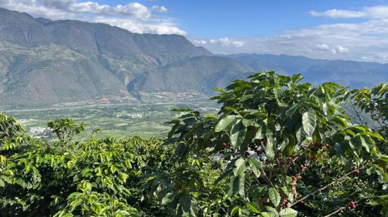 산악지대인 윈난 텅충 신자이촌에 조성된 커피콩 농장. (사진 출처= 김현정 특파원)