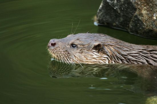 천연기념물 수달. [이미지출처=문화재청 국가문화유산포털]