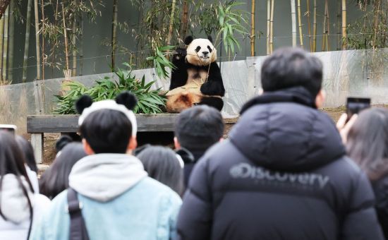 경기도 용인시 에버랜드를 찾은 시민들이 오는 4월 초 중국으로 옮겨지는 판다 푸바오 모습을 카메라에 담고 있다.
    에버랜드는 동물 항공 운송을 앞둔 검역 절차에 따라 3일까지만 푸바오를 일반에 공개한다. [이미지출처=연합뉴스]