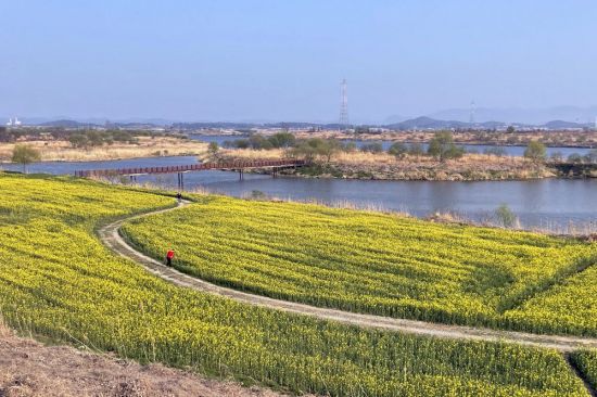 나주 둑길에서 바라본 강변 유채꽃밭