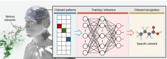 패턴인지형 차세대 뉴로모픽 인공 후각 시스템 모식도. 해당 시스템은 냄새 물질을 감지하여 고유의 패턴을 형성한 후, 이를 활용한 신경망 학습을 통해 냄새물질을 추론할 수 있다.