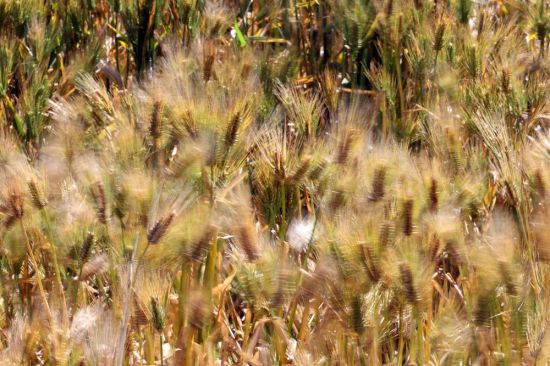 바람에 일렁이는 황금보리밭. 사진=조용준 기자 jun21@