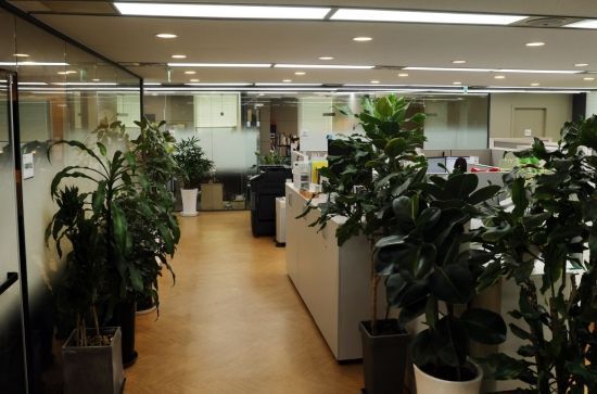 서울 강남구 얼머스인베스트먼트 사무실. 얼머스(참느릅나무)라는 이름처럼 키 큰 나무 화분들이 사무실 곳곳에 서있다. 사진=허영한 기자