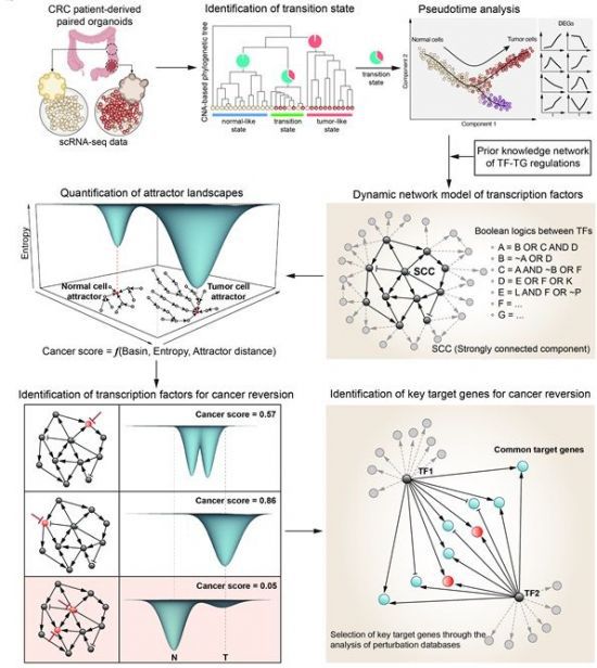 대장암세포의 단일세포 유전자 발현 데이터로부터 유전자 네트워크를 자동 구축하고 컴퓨터 시뮬레이션 분석을 통해 암 가역화 분자스위치를 발굴하는 기술 개발의 전체 개념도. 조광현 교수팀 제공