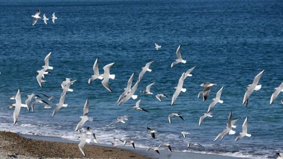 경주 읍천해안의 갈매기들