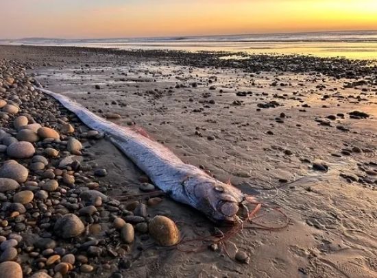 캘리포니아 샌디에이고 해변에서 발견된 심해어 산갈치. 스크립스 해양학연구소(Scripps Institution of Oceanography)