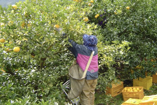 아이난초의 주민이 만감류 '아이난 골드'를 수확하는 모습. 에히메그린투어리즘.