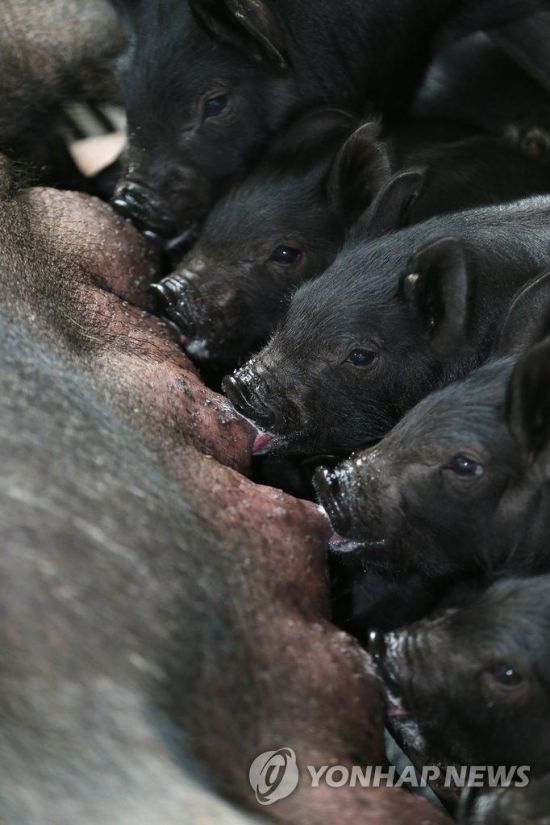 천연기념물 제주흑돼지. 연합뉴스