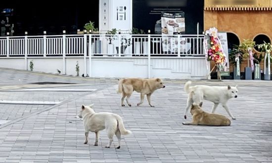 인천 검단신도시 배회하는 들개들. 연합뉴스