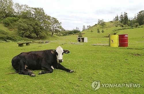 호주 외딴섬 노퍽 아일랜드. AP 연합뉴스