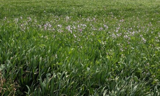 아직 덜 익은 청보리