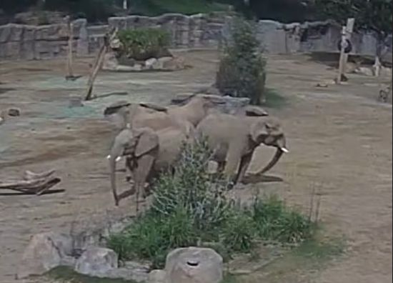 다 자란 성체 코끼리인 은둘라, 음웅가니, 코시는 일곱 살 새끼 코끼리 줄리와 므카야를 중심에 두고 주변을 둘러쌌고, 귀를 활짝 펴고 바깥을 경계하며 수 분간 움직이지 않았다. 샌디에이고 동물원 X(엑스)