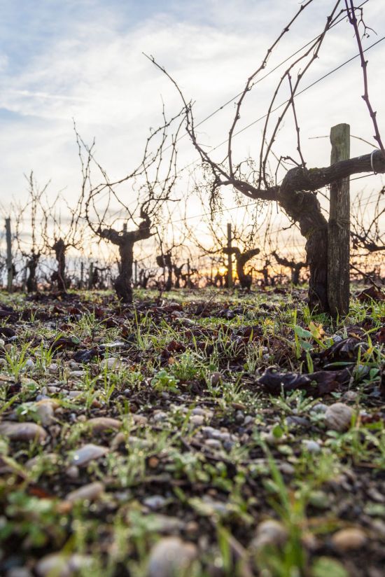 '무똥 까데(Mouton Cadet)'의 포도밭 전경.
