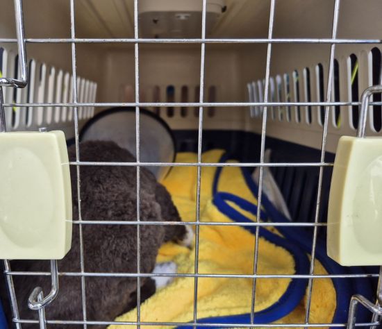 지난 16일 경북 산불 피해 고양이 영돌이가 이동장 안에서 치료를 받기 위해 기다리고 있는 모습. 사진=송승섭 기자