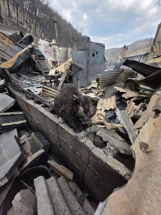 지난 3일 경북 안동에서 발견한 고양이 영돌이를 구조하기 전 찍은 사진. 네 발바닥이 화상으로 벗겨지는 바람에 불길을 피하지 못했다. 사진=동물행동권 카라