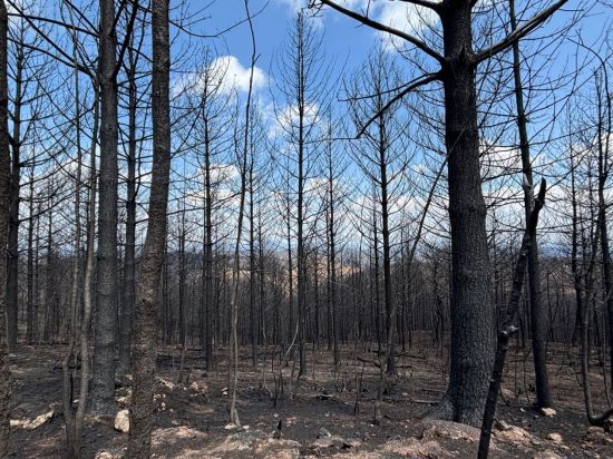 잎사귀 하나 남기지 않고, 불에 탄 나무들과 불길에 그을려 생명력을 잃은 토양으로 숲이 생기를 잃었다. 사진=정일웅 기자