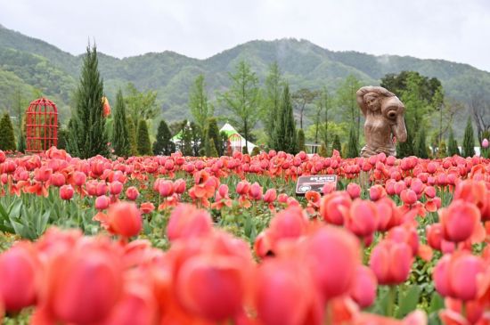 '2025 포천 한탄강 봄 가든페스타'가 열리는 포천 한탄강 생태경관단지 야외무대에 조성된 튤립꽃 모습. 포천시 제공