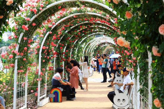 오는 16일 개막되는 제15회 곡성세계장미축제장. 곡성군 제공