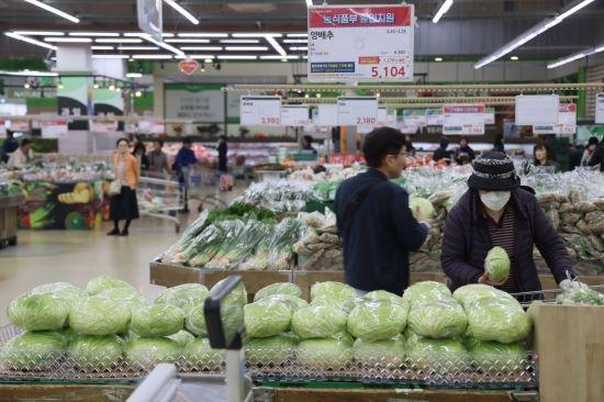 지난 3월24일 서울 양재 하나로마트에 양배추가 진열되어 있다. 윤동주 기자