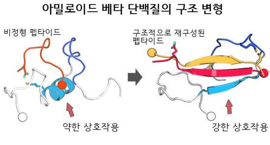비정형 펩타이드의 구조적 재구성을 통한 아밀로이드 베타 단백질 결합 강화 및 단백질 응집 억제 효과 모식도. 한국연구재단 제공