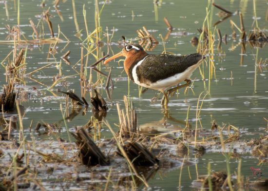 호사도요 암컷. 새 통신원 조현표씨 제공.