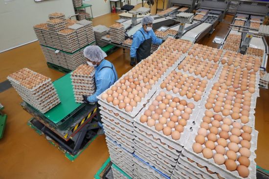 계란. 연합뉴스