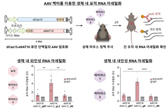 표적 RNA 아세틸화 시스템의 생체 내 전달 과정 모식도. KAIST 제공적 RNA 아세틸화 시스템의 생체 내 전달 과정 모식도. KAIST 제공