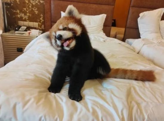 SNS를 통해 확산된 ‘레서판다 모닝콜’ 사진. 관심을 모은 이색 서비스였지만, 멸종위기종과의 밀접 접촉은 지나치다는 지적이 잇따랐다. 샤오홍슈 갈무리