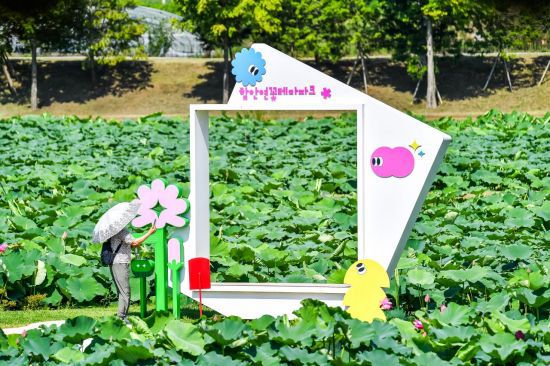 함안연꽃테마파크 “곧 피어날 연꽃의 물결  함안에서 기다립니다”. 함안군 제공