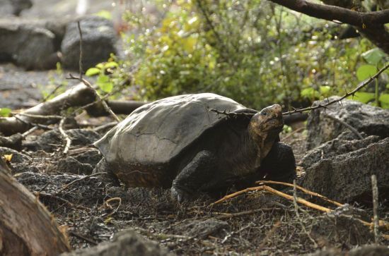 갈라파고스(Galapagos)는 남아메리카로부터 1000km 떨어진 적도 주위의 태평양 16개 화산섬과 주변 암초로 이뤄진 섬이다. 기술이나 서비스 등이 국제 표준에서 벗어나 고립화되는 현상을 말한다. AP연합뉴스