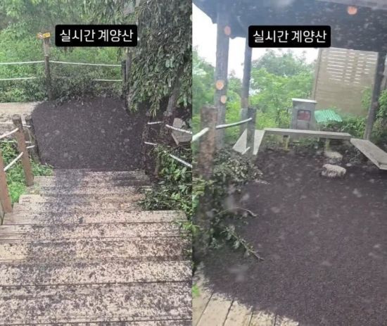 28일 인천 계양산에 나타난 러브버그 모습. 인스타그램 @kimlark34