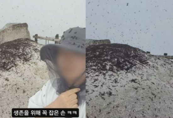 근 사회관계망서비스(SNS)에는 러브 버그가 인천광역시 계양구 계양산을 점령하다시피 한 광경 등이 화제가 되고 있다. 온라인 커뮤니티