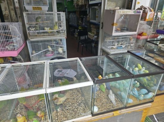 7일 찾은 서울 종로구 청계천 애완동물 거리에 앵무새들이 진열되어 있다. 최영찬 기자