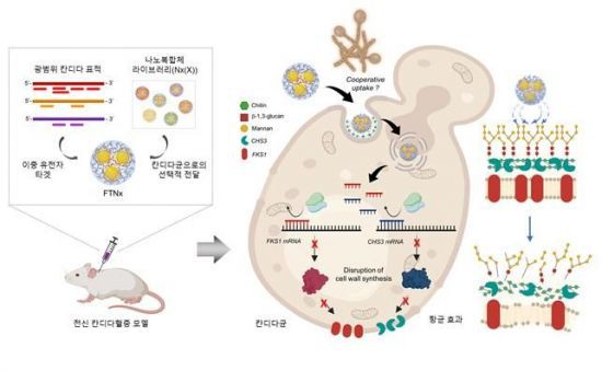 병원성 칸디다균을 표적하는 유전자 치료제 FTNx의 작동 원리 및 치료 적용 결과를 나타낸 개념도. KAIST 제공