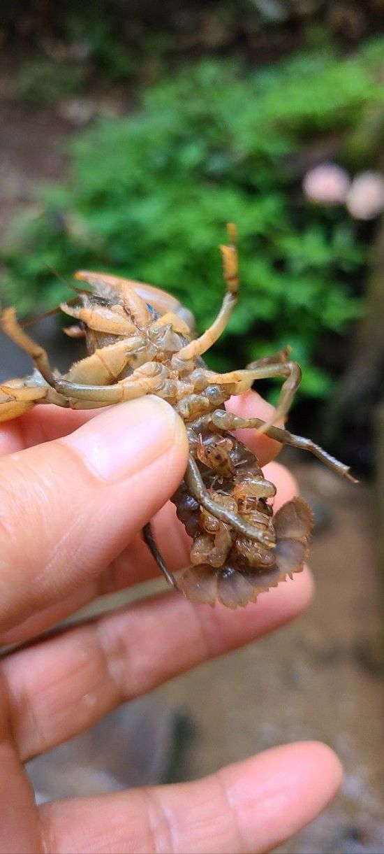 어미 가재가 8마리 새끼를 품고 있는 모습