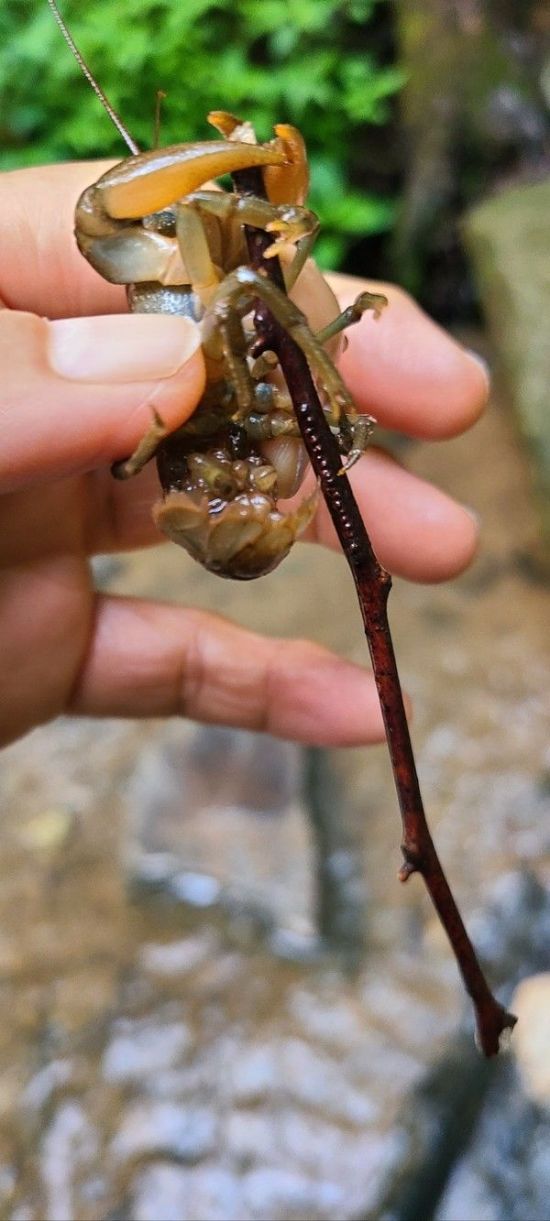 어미 가재가 목숨을 의지했던 나뭇가지