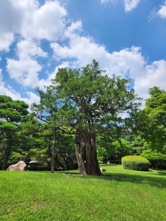 청와대 5만5천여 나무 중 가장 나이가 많은 740여 살의 주목. 청와대의 영광과 오욕의 역사를 지켜본 산 증인이다.