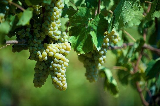 마스트로베라르디노의 대표 청포도 품종 '피아노(Fiano)'.