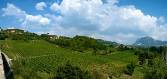 마스트로베라르디노의 '피아노 디 아벨리노 DOCG(Fiano di Avellino DOCG)' 포도밭 전경.