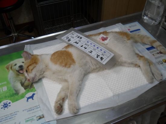 지난 8일 중성화 수술을 받기 위해 마취된 길고양이가 수술대 위에 올랐다. 박승욱 기자