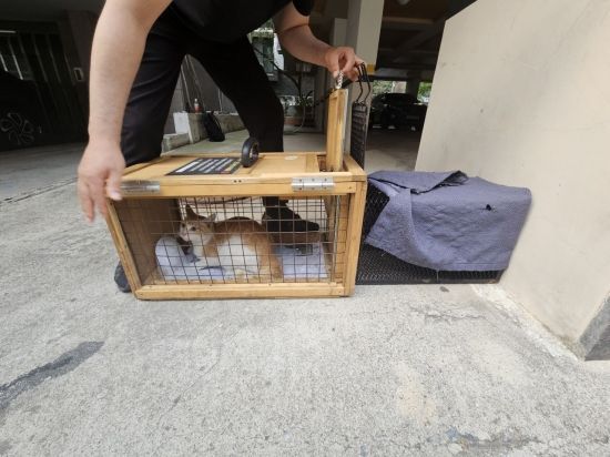 지난 7일 길고양이 포획자가 고양이를 포획틀에서 이동장으로 이동시키고 있다. 박승욱 기자