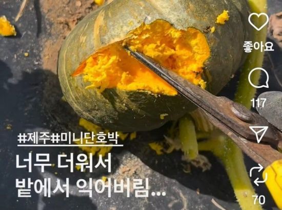 연이은 폭염으로 제주 한 농장의 단호박이 수확 전 밭에서 익어버린 모습. 인스타그램 캡처