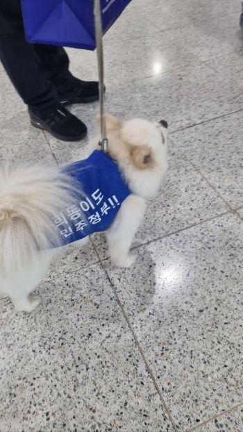 8.2 더불어민주당 전당대회가 열린 2일 서울 고양 일산 킨텍스 행사장에서 파란 티셔츠를 입은 강아지 '희동이'가 보호자를 바라보고 있다. 문혜원 기자