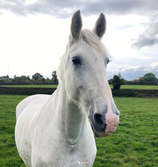 목장 생활 중인 영국 왕실마 타이론. Trust Horse 인스타그램 캡처