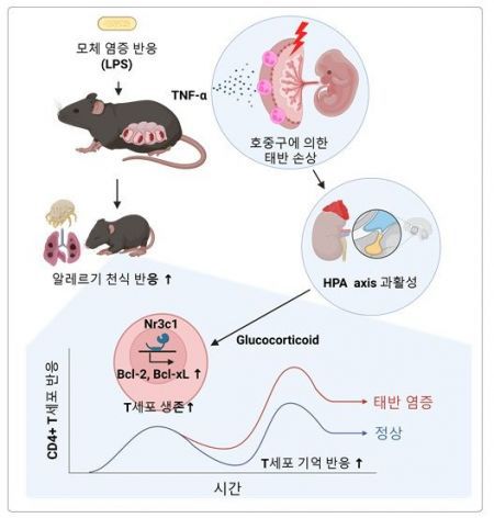 모체 염증 반응이 소아의 알레르기 면역 반응을 증가시키는 기전 모식도. KAIST 제공