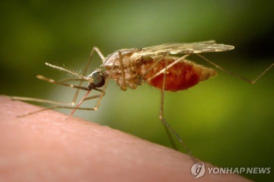치쿤구니야 열병을 옮기는 모기. AP 연합뉴스 자료사진