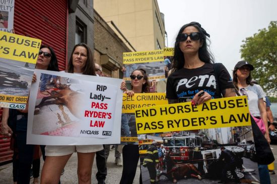 6일(현지시간) 미국 뉴욕시 맨해튼 미드타운에 있는 마구간 밖에서 동물권 운동가들이 시위를 벌이고 있다. 게티이미지 연합뉴스