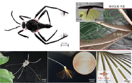 라고벨리아와 생체 모사 로봇의 생물/인공 팬 구조. 라고벨리아 생물 사진 및 팬의 마이크로 구조 전자 현미경 사진. 납작한 끈 모양의 마이크로 구조는 생물의 거동에 필수적인 기능을 부여한다(위쪽 그림). 라고벨리아를 모사한 로봇과 유사한 납작한 끈 모양 인공 팬 사진. 생물의 민첩한 거동을 구현할 수 있는 로봇이다(아래 그림). 그림설명 및 그림제공 : 고제성 아주대학교 교수.